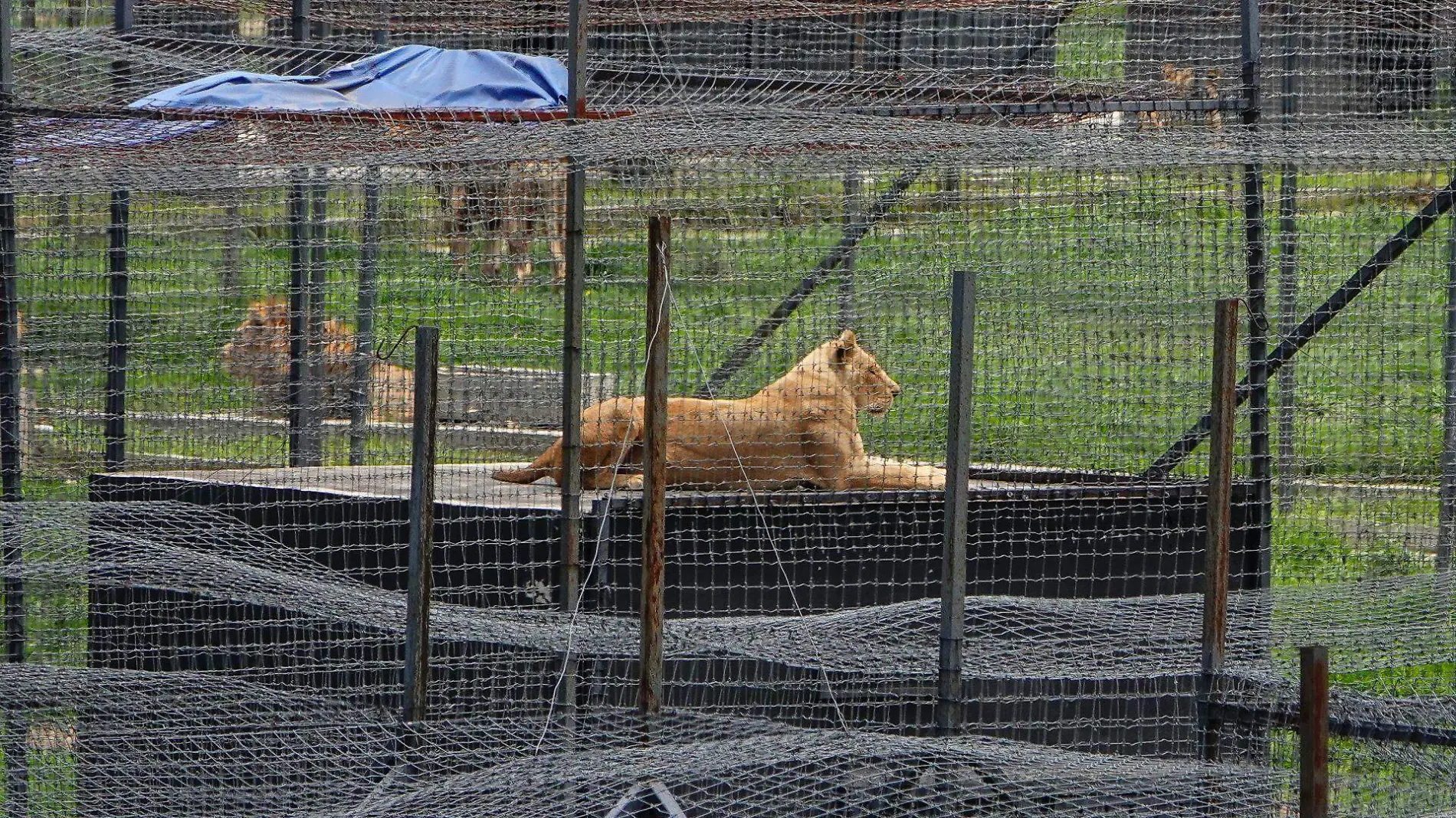 Africam Safari busca apoyar a felinos rescatados de santuario Black Jaguar-White Tiger